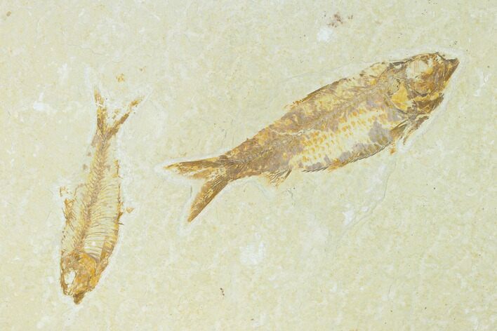 Pair of Fossil Fish (Knightia) - Green River Formation #159002